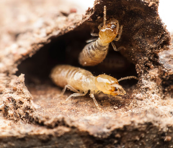 Termite Choices in Geebung