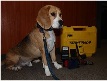 Termite control and inspections - TermitePolice in Langwarrin