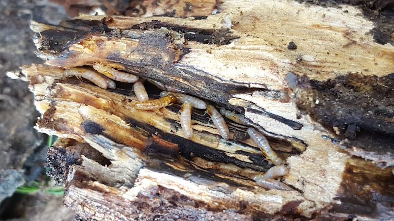 Termite Solutions in South Nowra