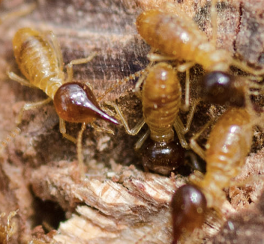 Termiticidal Pest & Termite Management in Glenfield