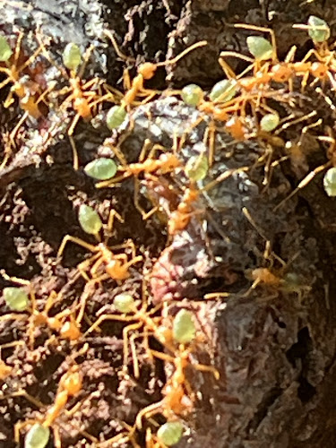 Territory Pest Control in Tennant Creek