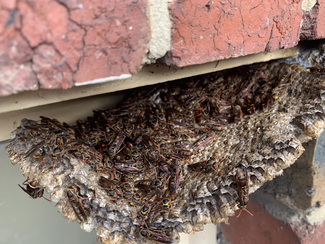 The Bee Wrangler in Fitzroy