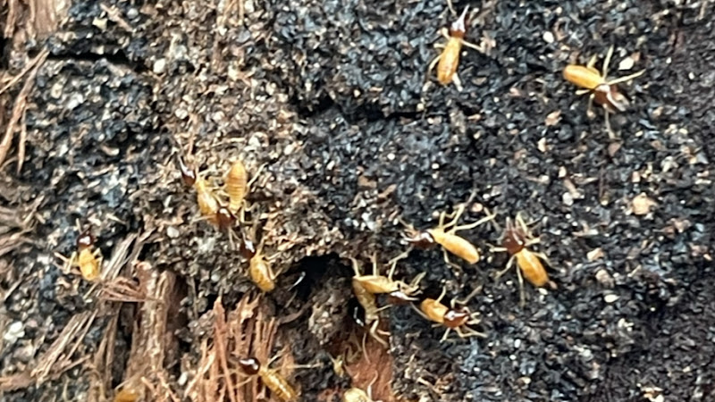 The Bird Man Pest Control in Leichhardt