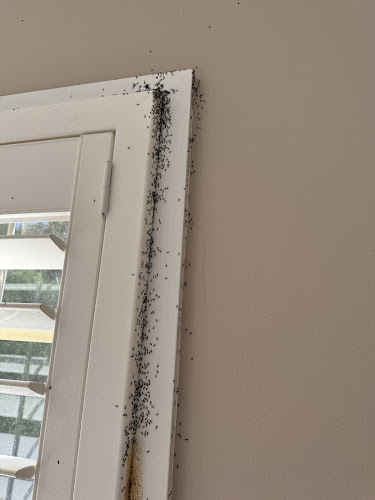 Trusted Pest & Termite Control Wollongong in Wollongong