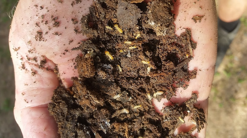 Ulysses Pest Control in Brinsmead