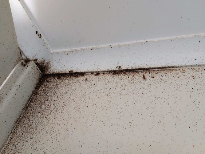 Wright's Pest Solutions Tamworth in Oxley Vale