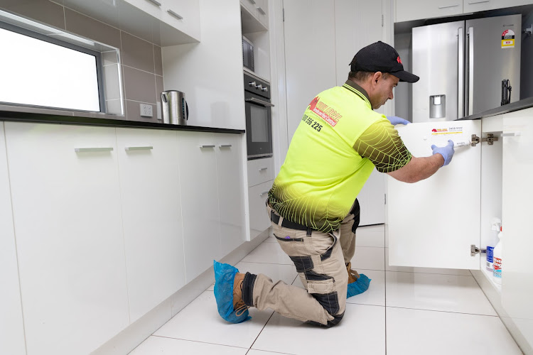 Your Local Termite and Pest Control in Yatala