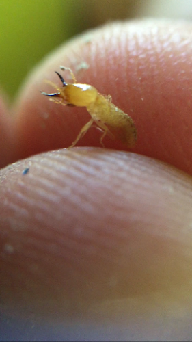 Zero Pest Control in Hawks Nest